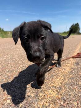 Lily -  German Shepherd Dog Dog for Adoption in Jefferson City, Missouri - Lily | PetCurious