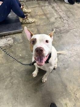Winston -  Mixed Breed Dog for Adoption in Georgetown, South Carolina - Winston | PetCurious