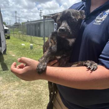 Murphy -  Mixed Breed Dog for Adoption in Austin, Texas - Murphy | PetCurious