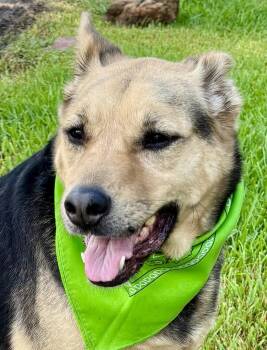 Laid-Back LADY - Loving and Gentle -  German Shepherd Dog Dog for Adoption - Laid-Back LADY - Loving And Gentle | PetCurious