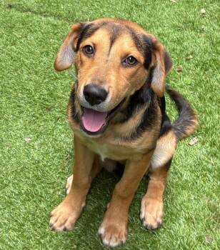 Australian Cattle Dog Blue Heeler and Beagle Dogs Available for Adoption in Sedalia, Colorado - Katrina | PetCurious