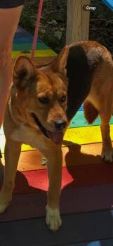 Sunny -  Corgi and German Shepherd Dog Dog for Adoption in Cambridge, Maryland - Sunny | PetCurious