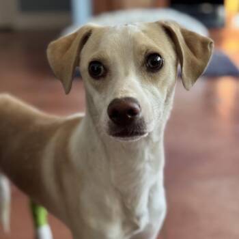 Rescue Whippet and Terrier Dogs for Adoption in San Diego, California - Luther | PetCurious