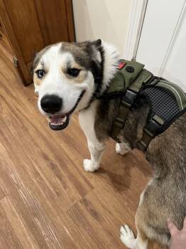 Siberian Husky Dogs Available for Adoption in Sumter, South Carolina - Bleau | PetCurious