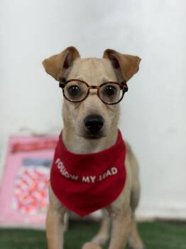 Mr. Treats-One of our Amazing Rescue Dogs -  Chihuahua and Dachshund Dog for Adoption in Carlsbad, California - Mr. Treats-One Of Our Amazing Rescue Dogs | PetCurious