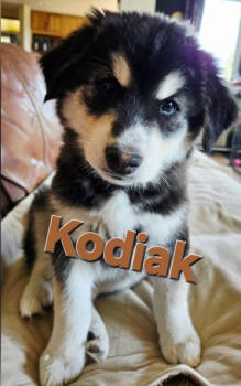 Rescue Alaskan Malamute Dogs for Adoption in Seattle, Washington - KODIAK | PetCurious