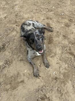 Celeste -  Cardigan Welsh Corgi and Australian Shepherd Dog for Adoption in Kalamazoo, Michigan - Celeste | PetCurious