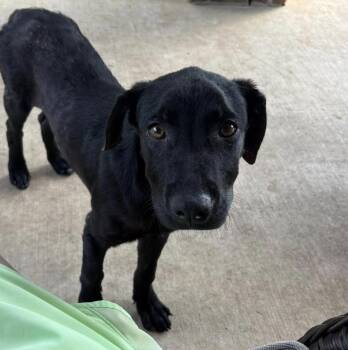 Daley / Uno -  Labrador Retriever and Mixed Breed Dog for Adoption in Broomfield, Colorado - Daley / Uno | PetCurious