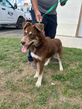 Renevere -  Husky and Australian Shepherd Dog for Adoption in Fort Collins, Colorado - Renevere | PetCurious
