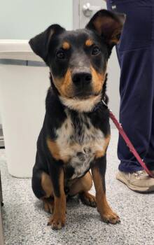 Zooble -  Terrier Dog for Adoption in Athens, Tennessee - Zooble | PetCurious
