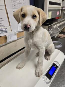 Labrador Retriever and Irish Wolfhound Dogs Available for Adoption - A425748 | PetCurious