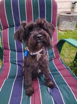 Stormy -  Schnauzer Dog for Adoption in Mukwonago, Wisconsin - Stormy | PetCurious