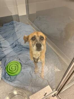 FRANNIE -  Labrador Retriever and Mixed Breed Dog for Adoption in Indianapolis, Indiana - FRANNIE | PetCurious