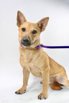 Cardigan Welsh Corgi and Mixed Breed Dogs Available for Adoption in Morton Grove, Illinois - Dobbie | PetCurious