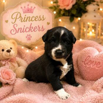 Snickers -  Cattle Dog and Mixed Breed Dog for Adoption in Olathe, Kansas - Snickers | PetCurious