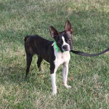Abbott -  Boston Terrier and Mixed Breed Dog for Adoption in Elk Grove Village, Illinois - Abbott | PetCurious