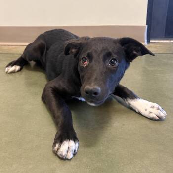 Tomfoolery -  Border Collie Dog for Adoption in Cheyenne, Wyoming - Tomfoolery | PetCurious