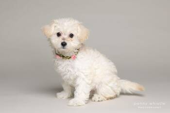 Poodle Dogs Available for Adoption - Bindi | PetCurious