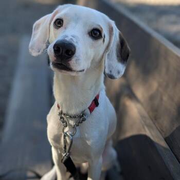 Pepper Jack -  Mixed Breed Dog for Adoption in West Olive, Michigan - Pepper Jack | PetCurious