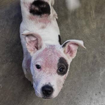 Mixed Breed Dogs Available for Adoption in Corinth, Mississippi - Hope | PetCurious
