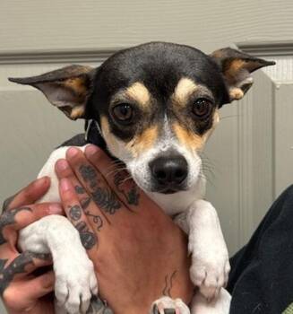 Rat Terrier and Chihuahua Dogs Available for Adoption in Littleton, Colorado - Stella | PetCurious