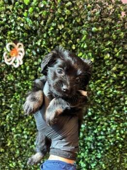 61593443 -  Shih Tzu and Miniature Poodle Dog for Adoption in El Paso, Texas - 61593443 | PetCurious