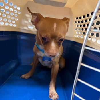 Rusty -  Chihuahua Dog for Adoption in Birmingham, Alabama - Rusty | PetCurious