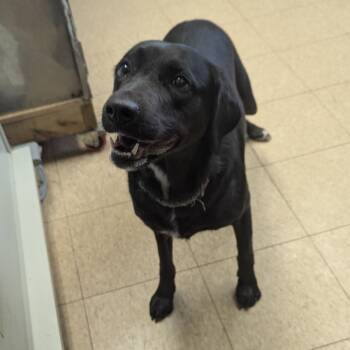 Retriever Dogs Available for Adoption in Plain City, Ohio - Annie | PetCurious