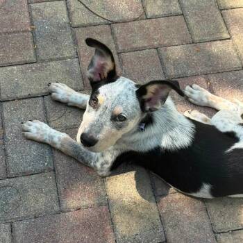 Bluey -  Mixed Breed Dog for Adoption - Bluey | PetCurious
