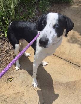 Pen 176 -  Border Collie Dog for Adoption in Lawrenceville, Georgia - Pen 176 | PetCurious