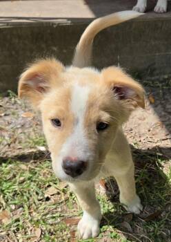 Oak -  Mixed Breed Dog for Adoption in Houston, Texas - Oak | PetCurious
