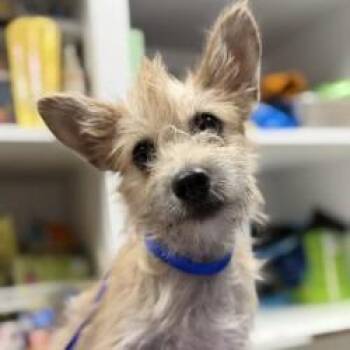 Paste -  Terrier and Mixed Breed Dog for Adoption in Bullhead City, Arizona - Paste | PetCurious