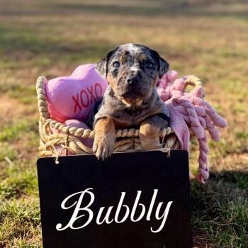 Hound and Australian Shepherd Dogs Available for Adoption - Bubbly 01-1313 | PetCurious