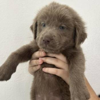 Ewok puppy 8 -  Golden Retriever and Border Collie Dog for Adoption in San Juan, San Juan - Ewok Puppy 8 | PetCurious