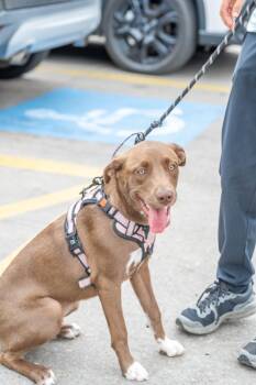 Rescue Chocolate Labrador Retriever and Black Mouth Cur Dogs for Adoption in Pflugerville, Texas - Blue Sea | PetCurious