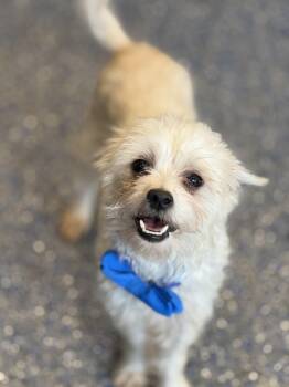 Maltipoo and Terrier Dogs Available for Adoption - Chato | PetCurious