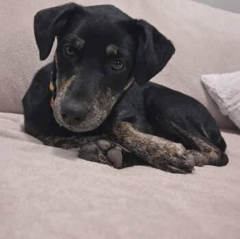 Mixed Breed Dogs Available for Adoption - Pumpkin | PetCurious