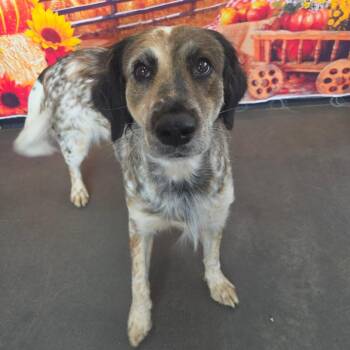 Maizey -  Australian Shepherd Dog for Adoption in Normal, Illinois - Maizey | PetCurious