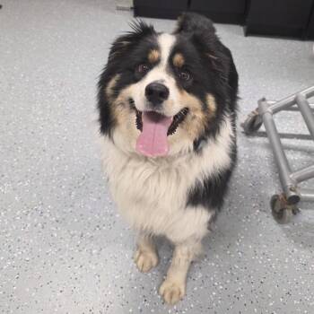 Australian Shepherd Dogs Available for Adoption in Yankton, South Dakota - Kevin | PetCurious
