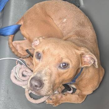 Thunder baby -  Mixed Breed Dog for Adoption in Philadelphia, Pennsylvania - Thunder Baby | PetCurious