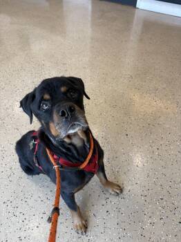 Jeffrey gentle giant -  Rottweiler Dog for Adoption in Metairie, Louisiana - Jeffrey Gentle Giant | PetCurious