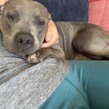 Charlotte -  Pit Bull Terrier Dog for Adoption in Dripping Springs, Texas - Charlotte | PetCurious