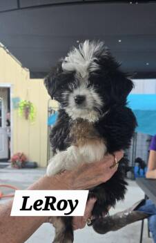 MO LeRoy -  Shih Tzu Dog for Adoption in Warrenton, Missouri - MO LeRoy | PetCurious