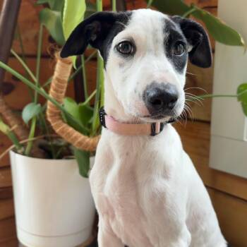 Boba - The Cuddliest Puppy Ever -  Beagle and Canaan Dog Dog for Adoption in Carolina, Carolina - Boba - The Cuddliest Puppy Ever | PetCurious