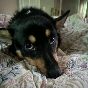 Duck -  Corgi and Mixed Breed Dog for Adoption in Verona, New Jersey - Duck | PetCurious