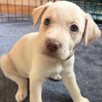 Labrador Retriever Dogs Available for Adoption - Nyla | PetCurious