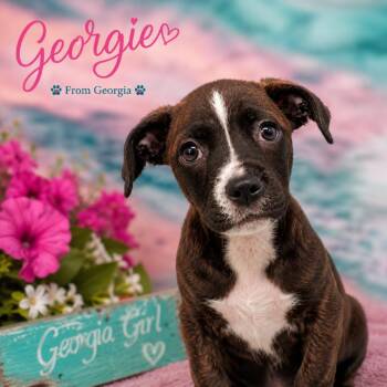 Georgie -  Pit Bull Terrier and Mixed Breed Dog for Adoption in Griswold, Connecticut - Georgie | PetCurious