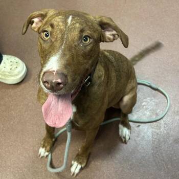 Frogger -  Hound and Pit Bull Terrier Dog for Adoption in Dublin, California - Frogger | PetCurious