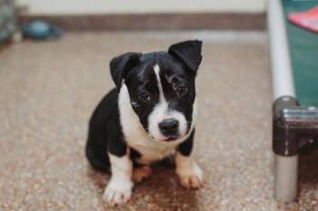 American Staffordshire Terrier and Mixed Breed Dogs Available for Adoption in North Charleston, South Carolina - 91997a Badda Bing | PetCurious