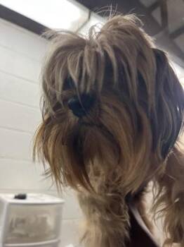 Fritz -  Yorkshire Terrier and Mixed Breed Dog for Adoption in Gainesville, Florida - Fritz | PetCurious